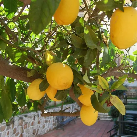 El Limonero פואנגירולה