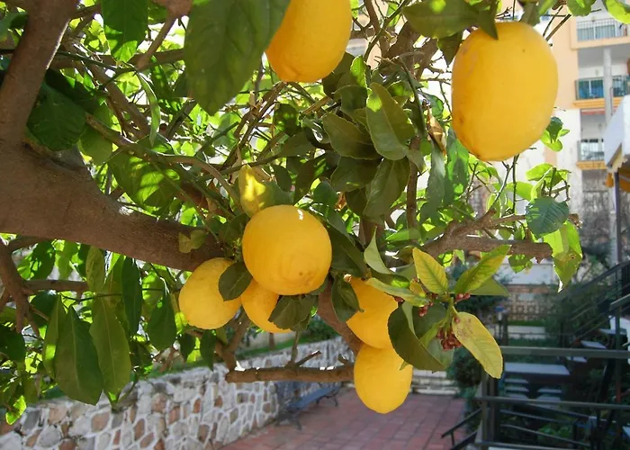 El Limonero Fuengirola